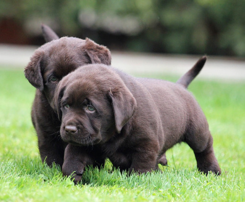 Cachorro Labrador Chocolate 01