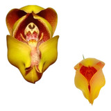 Orquidea Anguloa Ruckeri Bebe No Berço Planta Adulta