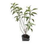 Muicle  Pack De 3 Plantas