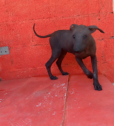 Cachorra Xoloitzcuintle Standard 