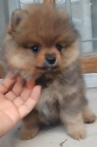 Pomerania Lulu Bellísimo