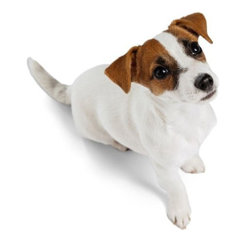 Jack Russel Terrier Disponibles Cachorros Medellin Bogota