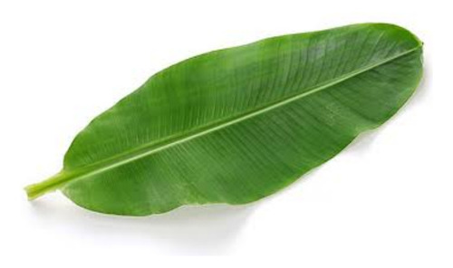 5 Folhas De Bananeira Frescas Orgânicas Sem O Talo 