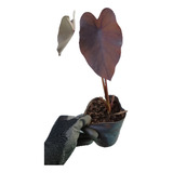 Colocasia Black Magic Maceta Número 12. Planta De Hoja Negra