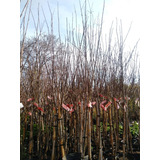 Cerezo Sakura (prunus Serrulata) En 10 Litros. Certificados