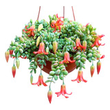 Planta Suculenta Cotyledon Pendens - Pendente E Rara