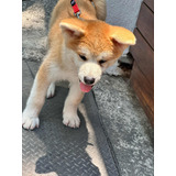 Akita Inu