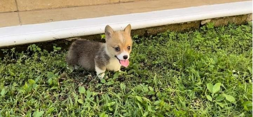 Corgi Pembroke De Excelente Calidad