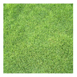 Semillas De Pasto Alfombra, Rápido Crecimiento, 1 Kg