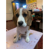 Cachorro Beagle, Macho, Tricolor