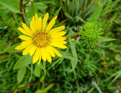 Melosa Margarita Amarilla Glindelia Pulchella Planta Nativa 