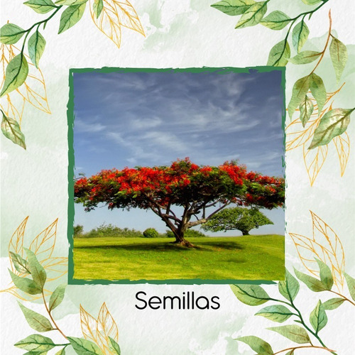 10 Semillas De Árbol Flor De Fuego