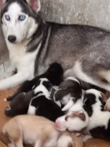 Filhotes De  Husky Siberiano Wolly Olhos Azuis