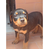 Rottweiler Cachorros