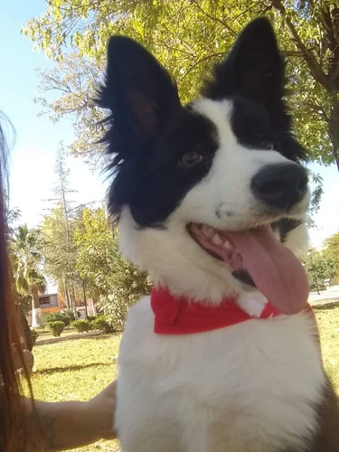 Border Collie 4 Meses