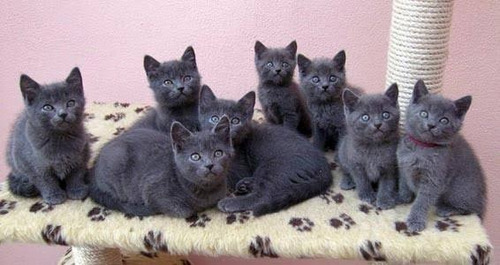 Gatos Cinza Blue Chartreux Azul
