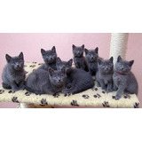 Gatos Cinza Blue Chartreux Azul