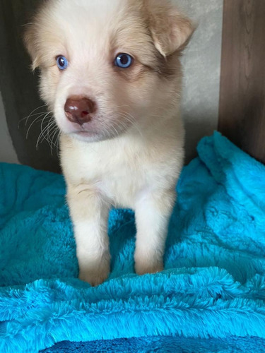 Hermoso Cachorrito Australian Shepherd Disponible Perro