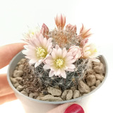 Semillas Cactus - Mammilaria Knebeliana