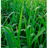 2 Kg Semillas De Pasto Cayman Grass