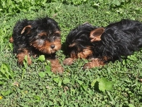 Cachorros Yorkshire Terrier Inscritos Miniatu