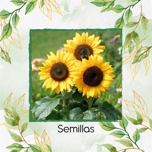  50 Semillas Flor Girasol + Obsequio Germinación