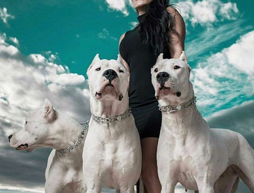 Cachorros Dogo Argentino Premium 3