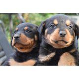 Cachorros Rottweilers 2 Meses, Certificación Veterinaria,