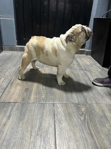 Bulldog Inglés Macho  1 Año