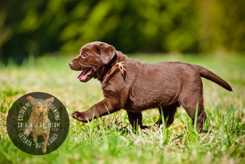 Cachorros Labrador Chocolate Puros, Criados Con Sus Padres()