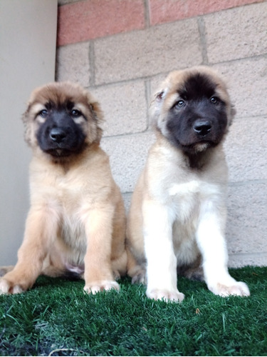 Kangal Turco Cachorros H Y M.