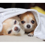 Cachorros Chihuahua Mini      11