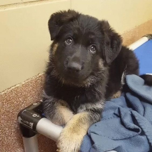 Perros Pastor Alemán Cachorros Medellín Itagüí Bello