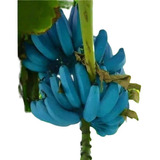 300 Sementes De Banana Azul Blue Java Especie Muito Rara