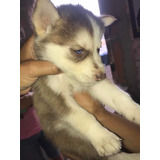 Husky Siberiano Manto Rojo Macho