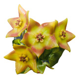 Hoya Cv Ruthie - Flor De Cera - Muda Pequena