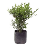 Plantas X10 Cerco Vivo Buxus 3l Oferta!