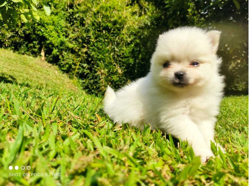 Cachorro Pomsky Macho Ponsky Puppy Perrito Cachorro Blanco 