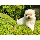 Cachorro Pomsky Macho Ponsky Puppy Perrito Cachorro Blanco 