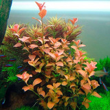 Ludwigia Repens