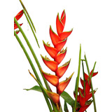 Heliconia Stricta 1m. Ideal Matas Preciosas Z/floresta