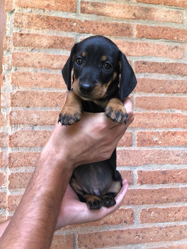 Hermosos Cachorros Dachshund Salchicha Mini