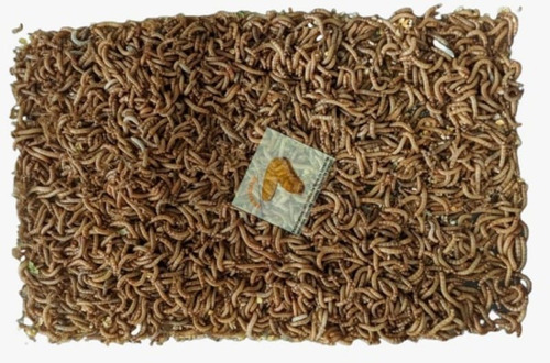 Tenebrio Molitor ( 100 Larvas Vivas + Brinde )