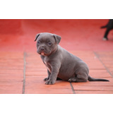 American Bully Cachorros