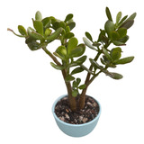 Planta Jade, Árbol Abundancia (ovata)