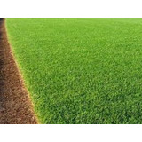 Grama Bermuda - 1kg P/ 200m² Sementes Para Campo Desportivo