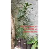 Adelfa Laurel Rosa, Alta !!!!! , Variedad De Plantas