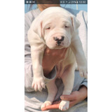 Cachorro Dogo Argentino