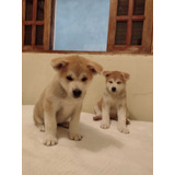 Lindos Filhotes De Cães Da Raça Akita Inu 