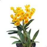 Orquídea Dendrobium Crisotoxum - Amarelo !!! Super Promoção